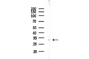 anti-Mesenchyme Homeobox 2 (MEOX2) (Internal Region) antibody