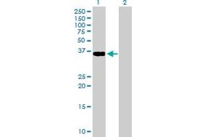 Western Blot analysis of GDF3 expression in transfected 293T cell line by GDF3 MaxPab polyclonal antibody. (GDF3 Antikörper  (AA 1-364))