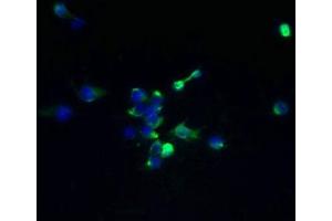Immunofluorescent analysis of 293T cells using ABIN7173095 at dilution of 1:100 and Alexa Fluor 488-congugated AffiniPure Goat Anti-Rabbit IgG(H+L) (TMEM174 Antikörper  (AA 94-243))