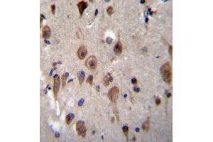 Immunohistochemistry analysis in formalin fixed and paraffin embedded human brain tissue reacted with LRRC28 Antibody (C-term) followed by peroxidase conjugation of the secondary antibody and DAB staining. (LRRC28 Antikörper  (C-Term))