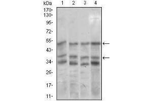 Western blot analysis using NEUROD1 mouse mAb against NIH3T3 (1), SK-N-SH (2), COS7 (3), and MCF-7 (4) cell lysate.