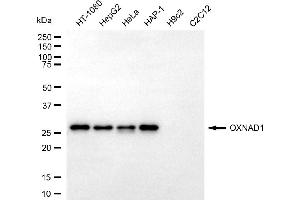 anti-Oxidoreductase NAD-Binding Domain Containing 1 (OXNAD1) antibody