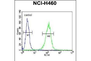 Flow cytometric analysis of NCI-H460 cells (right histogram) compared to a negative control cell (left histogram). (COQ9 Antikörper  (AA 156-184))