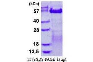Image no. 1 for Vaccinia Related Kinase 3 (VRK3) protein (His tag) (ABIN1098635)
