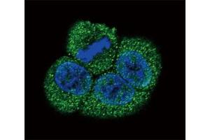 Immunofluorescence (IF) image for anti-VEGF Receptor 2 (VEGFR2) (AA 1326-1356) antibody (ABIN3028781)