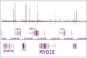 RNA pol II CTD phospho Ser5 antibody (pAb) tested by ChIP-Seq. (Rpb1 CTD Antikörper  (pSer5))