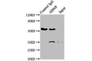 Western Blotting (WB) image for anti-Glial Cell Line Derived Neurotrophic Factor (GDNF) antibody (ABIN7127513)