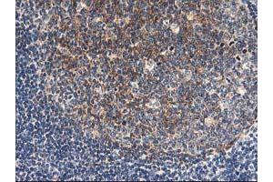 Image no. 4 for anti-N-Acyl Phosphatidylethanolamine phospholipase D (NAPEPLD) antibody (ABIN1499646) (NAPEPLD Antikörper)