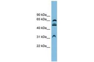 Image no. 1 for anti-WD Repeat Domain 1 (WDR1) (AA 107-156) antibody (ABIN6744707)