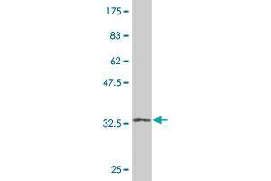 Western Blotting (WB) image for anti-Eukaryotic Translation Initiation Factor 4E Binding Protein 2 (EIF4EBP2) (AA 61-120) antibody (ABIN515210)