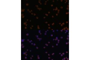 Immunofluorescence analysis of Raw264. (CHI3L1 Antikörper  (AA 22-240))