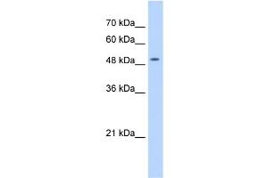 WB Suggested Anti-NARG1L Antibody Titration:  1 ug/ml  Positive Control:  HepG2 cell lysate NAA16 is supported by BioGPS gene expression data to be expressed in HepG2 (NARG1L Antikörper  (Middle Region))