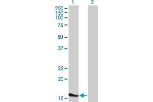 Western Blot analysis of ATOH7 expression in transfected 293T cell line by ATOH7 monoclonal antibody (M02), clone 1E5. (ATOH7 Antikörper  (AA 53-99))