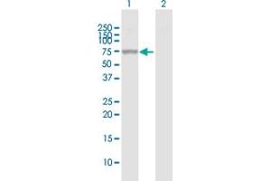 Western Blot analysis of ALPPL2 expression in transfected 293T cell line by ALPPL2 MaxPab polyclonal antibody. (ALPPL2 Antikörper  (AA 1-532))