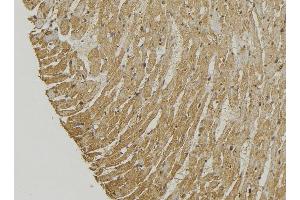 ABIN6272888 at 1/100 staining Mouse muscle tissue by IHC-P. (SMCR7 Antikörper)