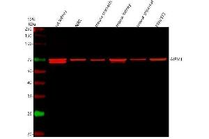 anti-Apoptosis-Inducing Factor, Mitochondrion-Associated, 1 (AIFM1) (AA 582-613), (C-Term) antibody