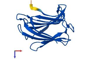 Galectin 2 Protein (AA 1-130) (His tag)