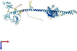 TRIM23 Protein (AA 1-574) (His tag)