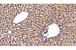 Detection of EPOR in Mouse Liver Tissue using Polyclonal Antibody to Erythropoietin Receptor (EPOR) (EPOR Antikörper  (AA 45-244))