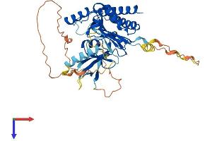 IP6K1 Protein (AA 1-433) (His tag)
