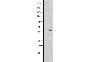 Western blot analysis of OR1L1 expression in A549 whole cell lysate ,The lane on the left is treated with the antigen-specific peptide. (OR1L1 Antikörper)
