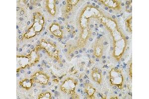 Immunohistochemistry of paraffin-embedded Mouse kidney using FHL1 Polyclonal Antibody at dilution of 1:100 (40x lens). (FHL1 Antikörper)