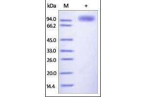 Human LILRB1, Fc Tag on SDS-PAGE under reducing (R) condition. (LILRB1 Protein (AA 24-458) (Fc Tag))