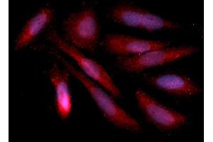Immunofluorescence (IF) image for anti-Annexin A4 (ANXA4) (AA 1-321) antibody (APC) (ABIN5564829) (Annexin IV Antikörper  (AA 1-321) (APC))