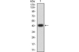 Western blot analysis using TLR9 mAb against human TLR9 (AA: 868-1016) recombinant protein.