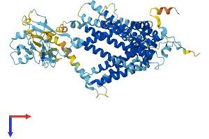 SLC44A2 Protein (AA 1-706) (His tag)