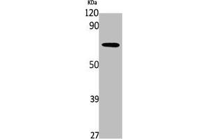 Western Blot analysis of K562 cells using PDP2 Polyclonal Antibody (PDP2 Antikörper  (Internal Region))