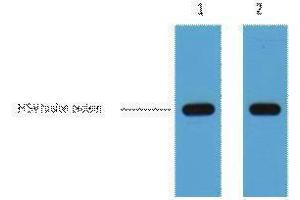 Western Blotting (WB) image for anti-HSV Tag antibody (ABIN3181087) (HSV Tag Antikörper)