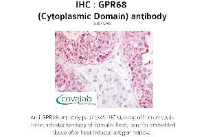 Image no. 1 for anti-G Protein-Coupled Receptor 68 (GPR68) (2nd Cytoplasmic Domain) antibody (ABIN1735152) (GPR68 Antikörper  (2nd Cytoplasmic Domain))