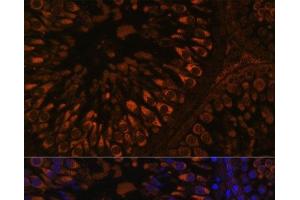 Immunofluorescence analysis of Rat testis using FER1L5 Polyclonal Antibody at dilution of 1:100. (FER1L5 Antikörper)