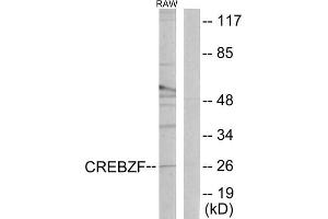 Western blot analysis of extracts from RAW264. (CREBZF Antikörper  (C-Term))