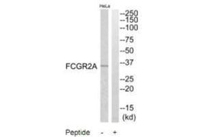 Western blot analysis of extracts from HeLa cells, using FCGR2A antibody. (FCGR2A Antikörper  (C-Term))