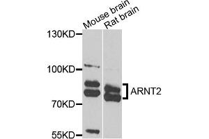 Western blot analysis of extracts of various cell lines, using ARNT2 antibody (ABIN5975251) at 1/1000 dilution. (ARNT2 Antikörper)