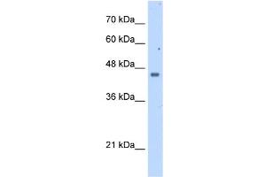 FDFT1 antibody used at 2. (FDFT1 Antikörper  (N-Term))