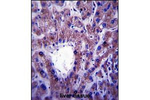 CNIH Antibody (C-term) (ABIN657517 and ABIN2846539) immunohistochemistry analysis in formalin fixed and paraffin embedded human liver tissue followed by peroxidase conjugation of the secondary antibody and DAB staining. (CNIH Antikörper  (C-Term))