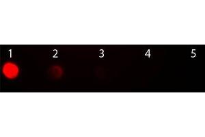 Dot Blot of Fab2 Rabbit anti-Sheep IgG Antibody Rhodamine Conjugated. (Kaninchen anti-Schaf IgG (Heavy & Light Chain) Antikörper (TRITC) - Preadsorbed)