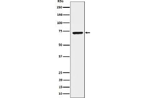 Western blot analysis of CTP synthase / CTPS expression in HeLa cell lysate. (Rekombinanter CTP Synthase Antikörper)