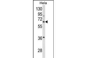 Western blot analysis of ITGBL1 Antibody (Center) (ABIN652727 and ABIN2842482) in Hela cell line lysates (35 μg/lane). (ITGBL1 Antikörper  (AA 334-360))