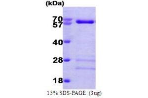 SDS-PAGE (SDS) image for SMAD Family Member 4 (SMAD4) (AA 1-552) protein (His tag) (ABIN666874)