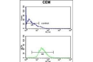 HS Antibody (C-term) (ABIN1881440 and ABIN2842439) flow cytometry analysis of CEM cells (bottom histogram) compared to a negative control cell (top histogram). (HSPA6 Antikörper  (C-Term))