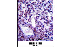 PLSCR4 Antibody immunohistochemistry analysis in formalin fixed and paraffin embedded human liver tissue followed by peroxidase conjugation of the secondary antibody and DAB staining. (PLSCR4 Antikörper  (AA 122-151))