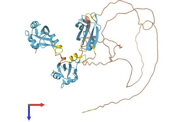 HNRNPH1 Protein (AA 1-449) (His tag)