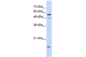 Karyopherin Alpha 2 antibody used at 1 ug/ml to detect target protein. (KPNA2 Antikörper)