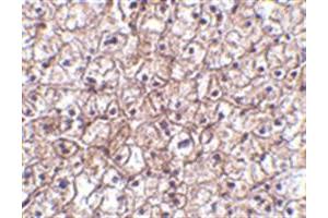 Image no. 2 for anti-Interferon, beta 1, Fibroblast (IFNB1) (Middle Region) antibody (ABIN318888) (IFNB1 Antikörper  (Middle Region))