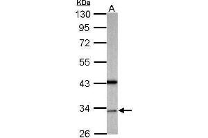 WB Image Sample (50 ug of whole cell lysate) A: mouse brain 10% SDS PAGE antibody diluted at 1:500 (GAS2L1 Antikörper)