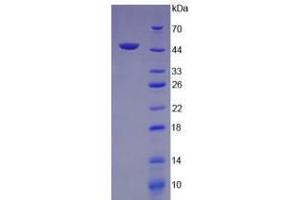 Image no. 1 for Vascular Endothelial Growth Factor C (VEGFC) (AA 47-413) (Active) protein (His tag) (ABIN6239783)